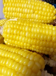 Corn Salad